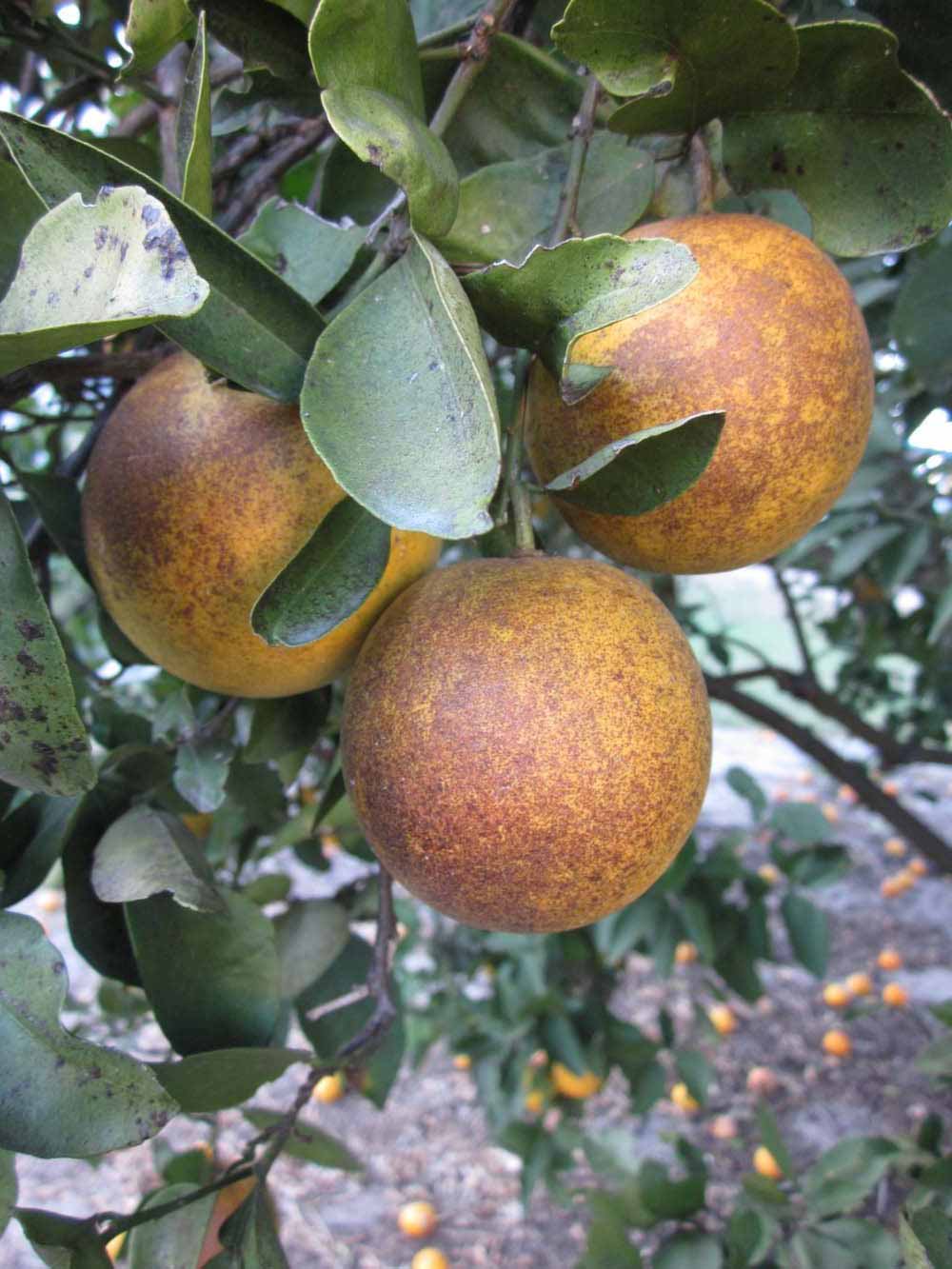              Fruit (Winter Haven, FL)       